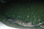 The Chinese Sturgeon Museum The Chinese Sturgeon Museum