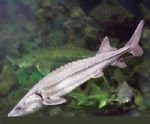 The Chinese Sturgeon Museum The Chinese Sturgeon Museum