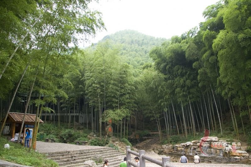 The Sea of Bamboo