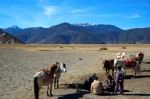 Explore Shangri-la Tour