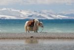 Lake Namtso Lake Namtso