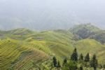 Longji Rice Terraces Longji Rice Terraces