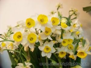 Narcissus for New Year Decoration Narcissus for New Year Decoration