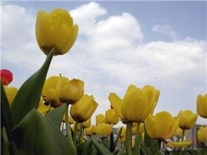 tulips