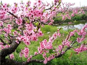 上海桃花节