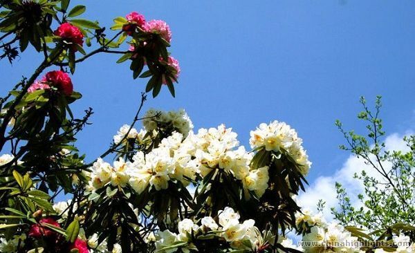 Guizhou Festivals