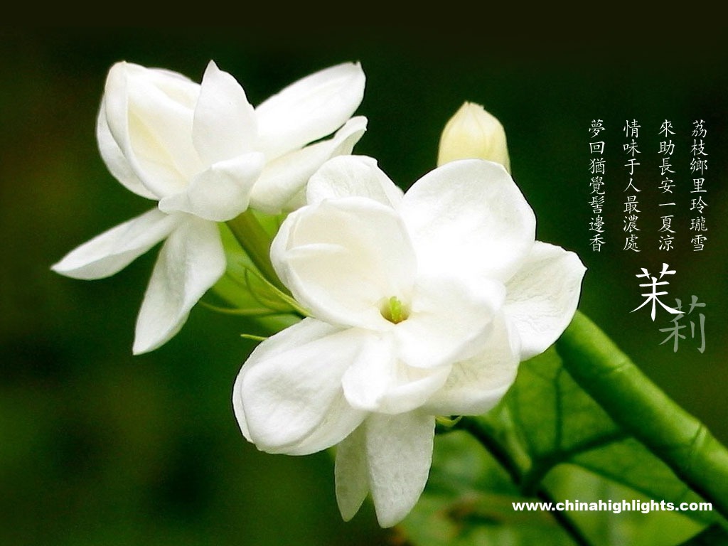 Chinese Jasmine