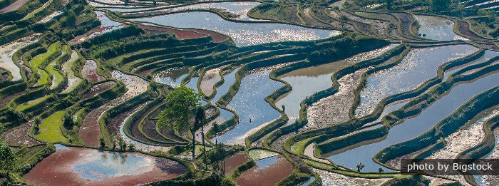 Rizière en terrasse de Yuanyang