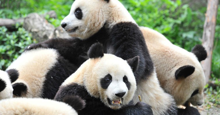 le centre de recherches des pandas géants