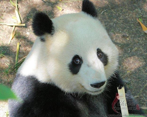 panda at Chongqing zoo