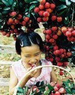 Погода Гуанчжоу в Июле