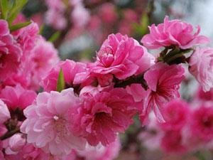 Погода Пекина в Апреле