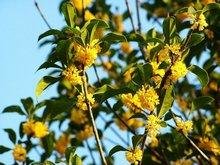 Погода Гуйлинь в Августе