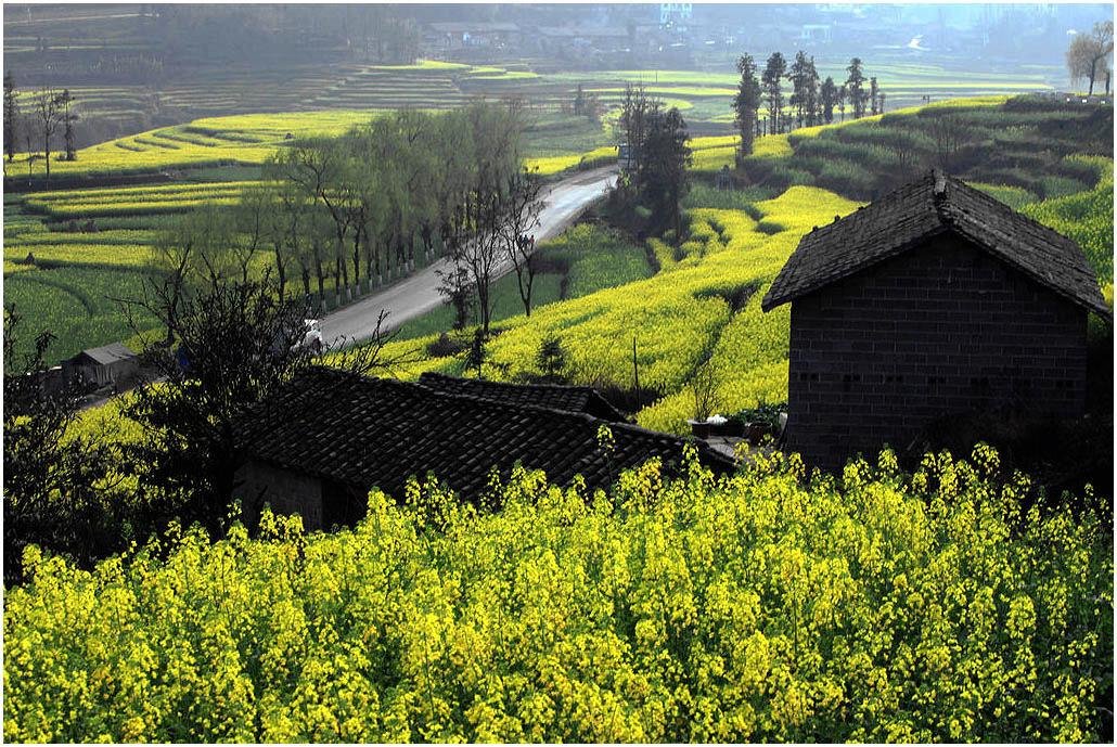 春スペシャル企画ー羅平の菜の花畑と元陽の棚田7日間