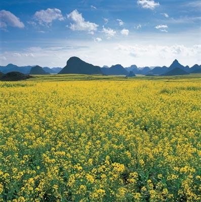 菜の花の国「羅平」で一足早く春を探しに行きましょう！