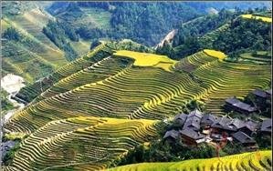 The Longji Ping’an Terraced Fields