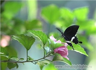 Погода Ханчжоу в Сентябре