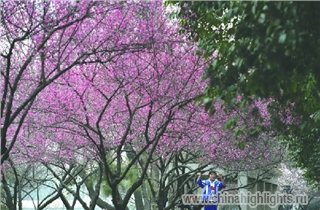 Погода Чэнду в Феврале