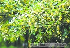 Весна в Чэнду