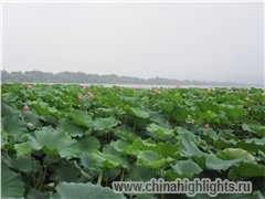 весна в Ханчжоу