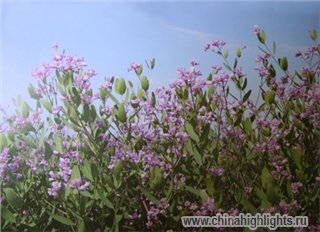 Погода Шэньчжэнь в Ноябре