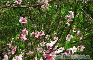 Погода Шэньчжэнь в Феврале