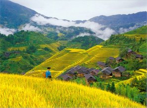 Couleurs dorées des rizières en terrasses de Longji en automne