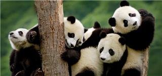 Giant Pandas in Chengdu Sichuan