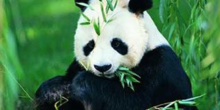 Туры в Чэнду