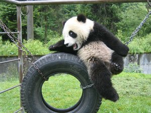 Bifengxia giant panda base
