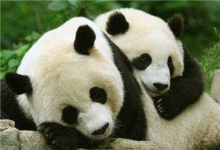 Большая панда