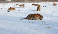 Siberian Tiger Park Harbin