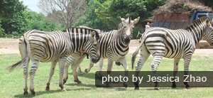 Guangzhou Chimelong Safari Park