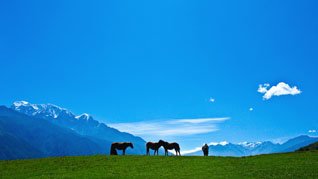 伊犁（イリ）草原