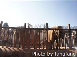 Шанхайский парк диких животных