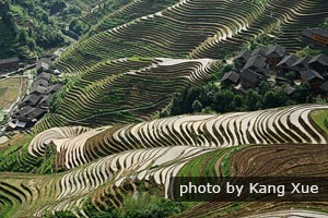 rizières en terrasses de Longli