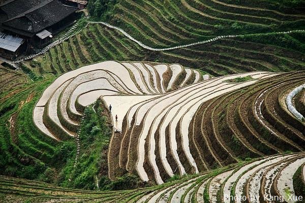 Longji Rice Terraced Fields, Get Travel Tips from Local Experts