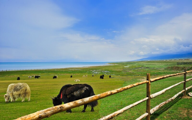 Biking around Qinghai Lake