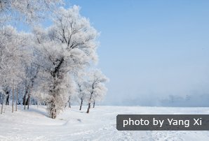Arbres givrés sur les berges de la rivière Songhua