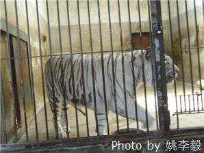 Пекинский зоопарк