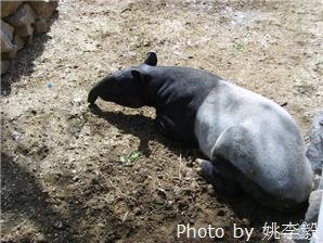 Пекинский зоопарк