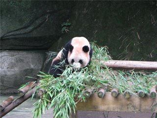 История Зоопарк города Чунцин