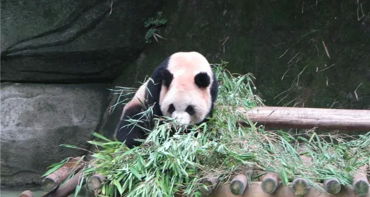 A panda is eating bamboos.