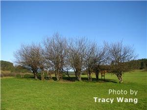 Fairy Hill glassland