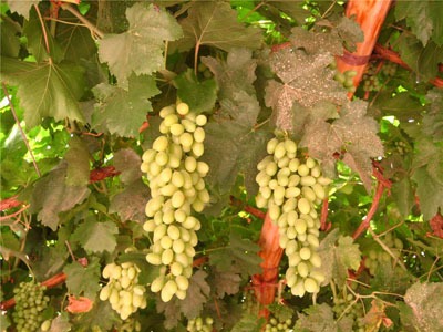 Vigneti di Turpan