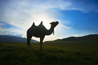 那曲（ナクチュ）草原