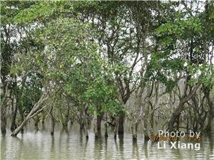 Mangrove Forest