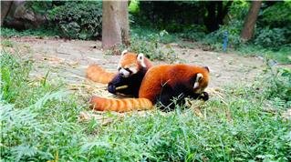 Красная панда