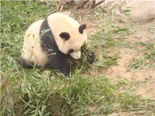Рацион большой панды