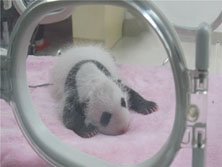 赤ちゃんパンダについて知らなかったびっくりトップ8 Arachina中国旅行